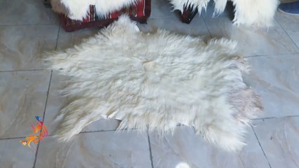 استغلال صوف الخراف.. كيف يستفيد منه الإنسان؟