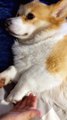 Corgi Giving His Human Bedtime High Fives
