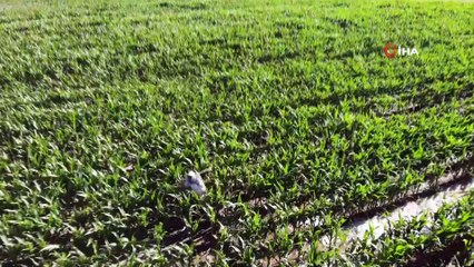 Ottan beklenen verimi alamayan çiftçi silajlık mısıra yöneldi