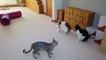 10.Bengal Kittens Vs Older Cats _ 4K