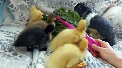 Ducklings Join Bunny for a Bite to Eat