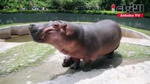 حديقة حيوانات في المكسيك تحتفي بولادة فرس نهر