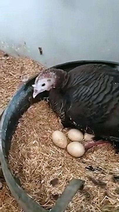 04.Angry Broody Turkey hen _ Turkey Bird hatching chicks _ Short _ Shorts _ Turkey bird Chicks hatching