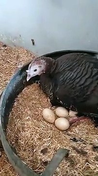 04.Angry Broody Turkey hen _ Turkey Bird hatching chicks _ Short _ Shorts _ Turkey bird Chicks hatching