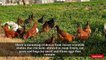 05.Chickens and ducks foraging at my desi MURGI farm _ Hen range outdoor on pasture _ Natural Hatch