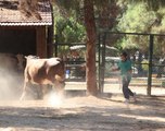 GAZİANTEP'TE 'KURBAN YAKALAMA TİMİ' BAYRAMA HAZIR