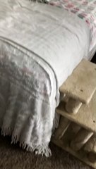 Blind Cat Shocked to Hear a New Voice in the Home