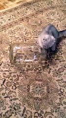 Kediden inanılmaz hareket