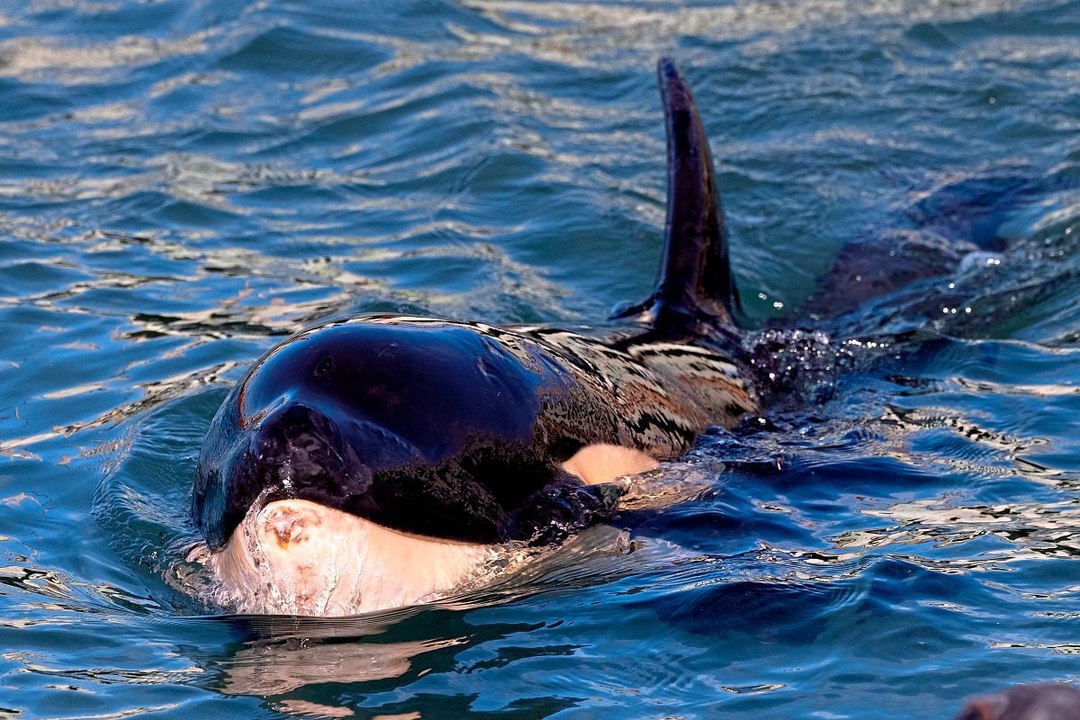 Gestrandeter Baby-Orca: Helfer suchen Muttertier