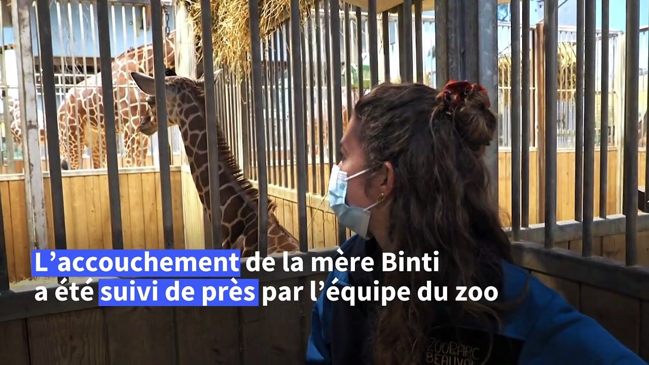 Naissance d'un girafon au zoo de Beauval