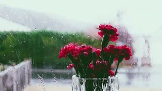 Enjoying rain by window(rain sounds) with soothing music