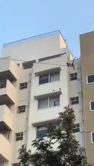 Des singes glissent sur des fils électriques