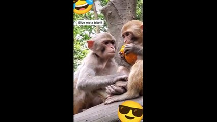 TIKTOK Funny Animals Pets Compilation Try Not to Laugh Cute and Funny Pets