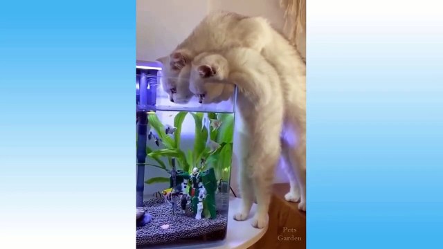 Funny Animals Compilation with Cats and Dogs