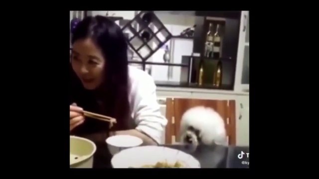 FUNNY ANIMALS doing HILARIOUS THINGS Pets Video Compilation Try Not to Laugh