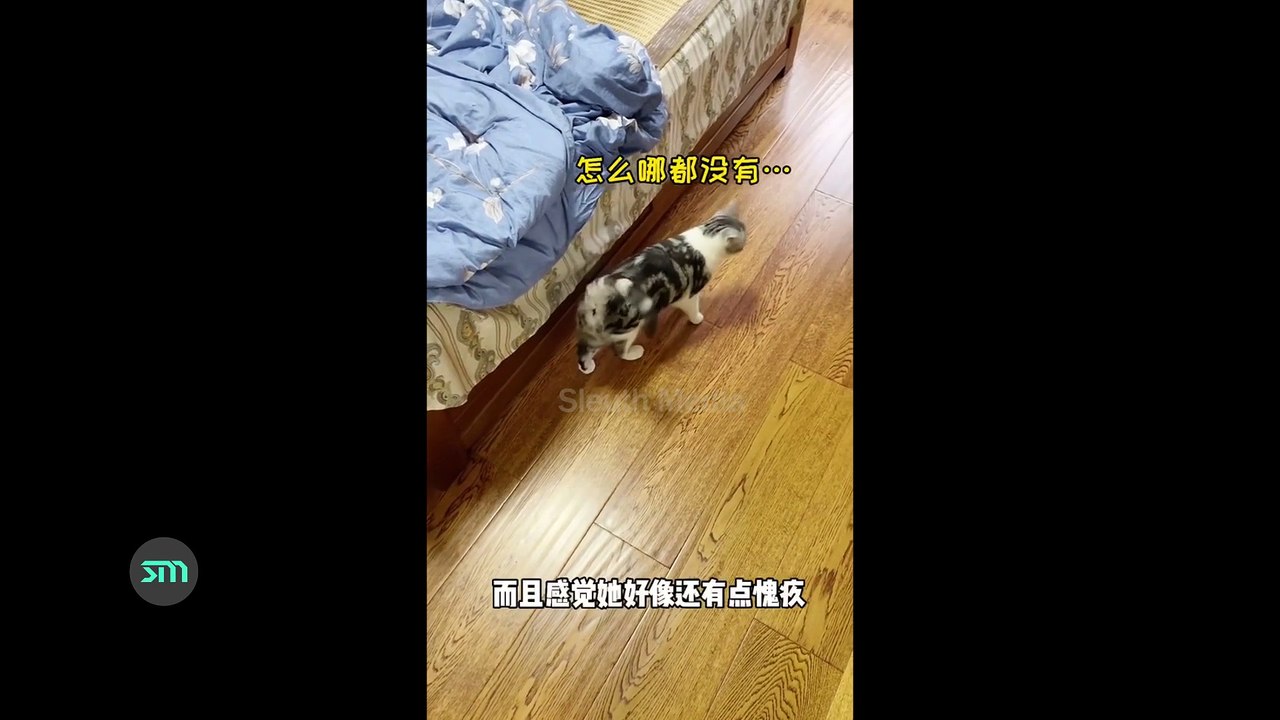Cute Cat helps its master find the lost ring
