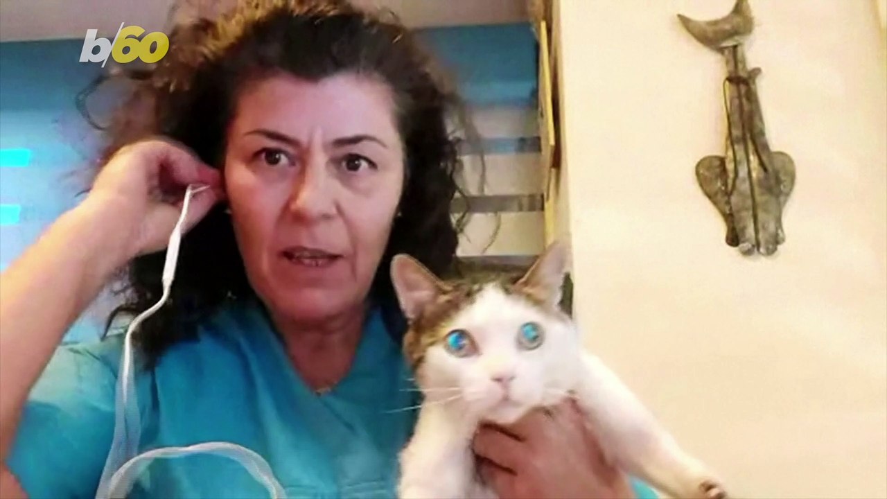 Three-Legged Feline, Perseus, En Route to Accident Recovery