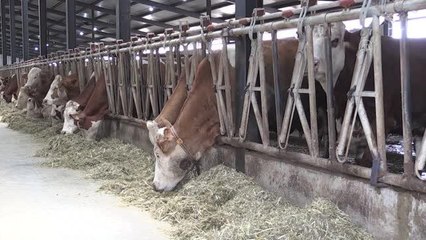 Hayvan hastalıklarından temiz olduğunu ispatlayan süt üretim tesisine arilik sertifikası verildi