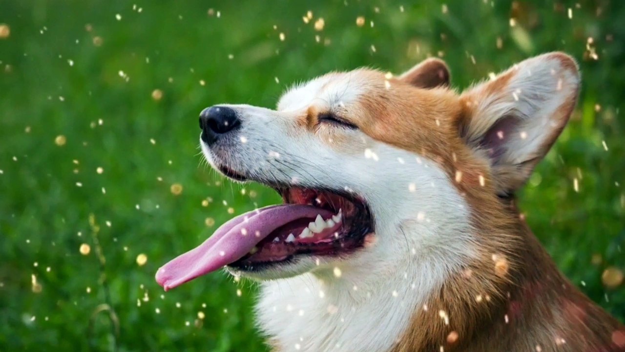 DOG RELAXING MUSIC