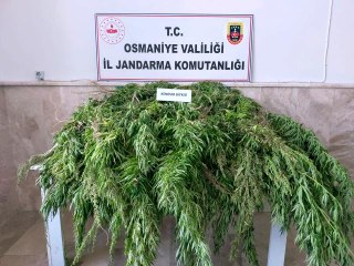 Ormanlık alanda bin 575 kök kenevir bitkisi ele geçirildi