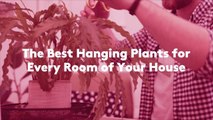 13 Best Hanging Plants for Every Room of Your House