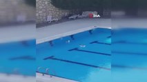 Olimpik yüzme havuzu martılara kaldı