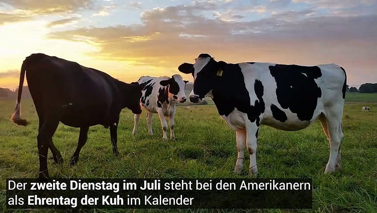 Ku(h)rios - Auch die Kuh hat ihren Ehrentag