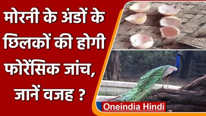 Noida: चार युवकों ने Peacock Eggs चोरी कर खाया Omelet, जांच में जुटी पुलिस | वनइंडिया हिंदी