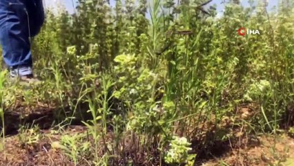 İlk kez dikilen İstanbul kekiğinin hasadı yapıldı