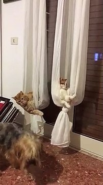 Curtains Turned into Cat Hammocks