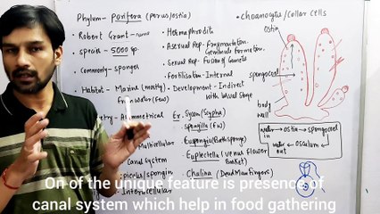 Animal Kingdom (Part-5): Phylum Porifera