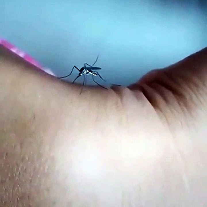 Ce moustique n'arrive pas à piquer