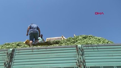 MAKİNE İLE FASULYE HASADI, TASARRUF SAĞLIYOR