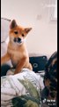 Cute Pets Doing Cute Things In Their Cute Life - Cutest Animals On TikTok #8