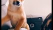 Cute Pets Doing Cute Things In Their Cute Life - Cutest Animals On TikTok #8