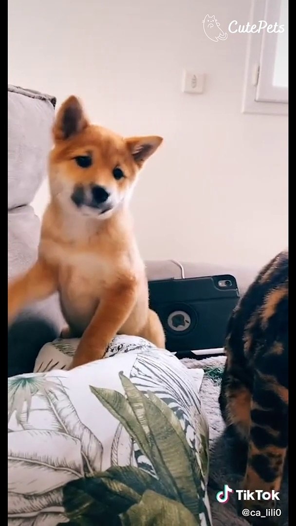 ⁣Cute Pets Doing Cute Things In Their Cute Life - Cutest Animals On TikTok #8