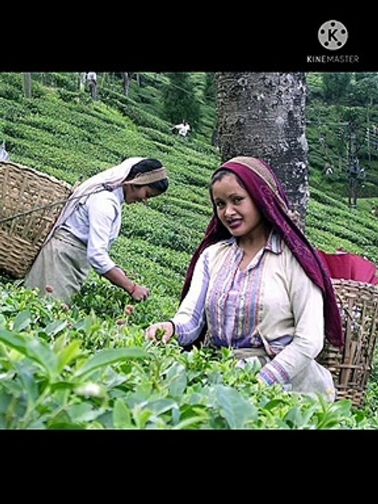 Discovery of Assam tea