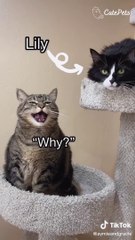 This Video Will Make Your Day - Cutest Animals On TikTok #9