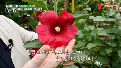 정원을 수 놓는 사랑스러운 꽃