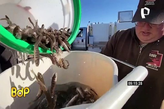 Arrojan miles de peces desde avión para repoblar la fauna de un lago