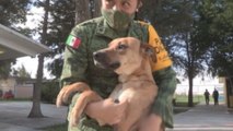 Perros callejeros en México son rescatados por soldados
