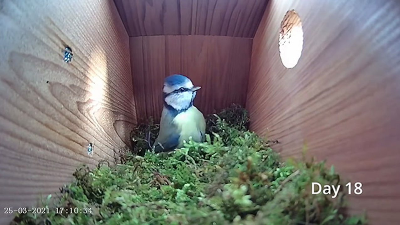 Watch A Bird Family Grow
