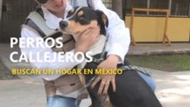 Perros callejeros buscan un hogar en México