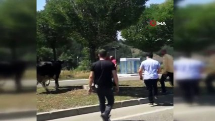 Kaçan kurbanlık dana kovalamaca sonrası yakalandı
