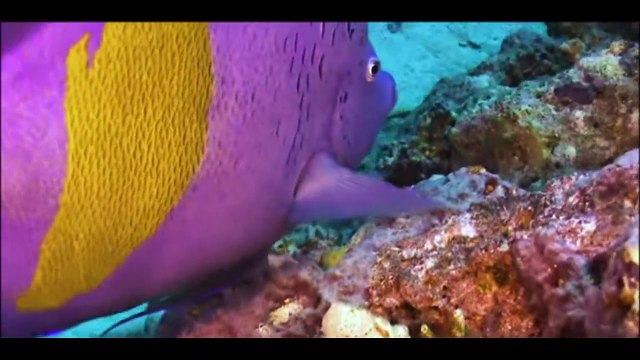 documentario vida selvagem animais / documentary wildlife animals / fauna documental animales