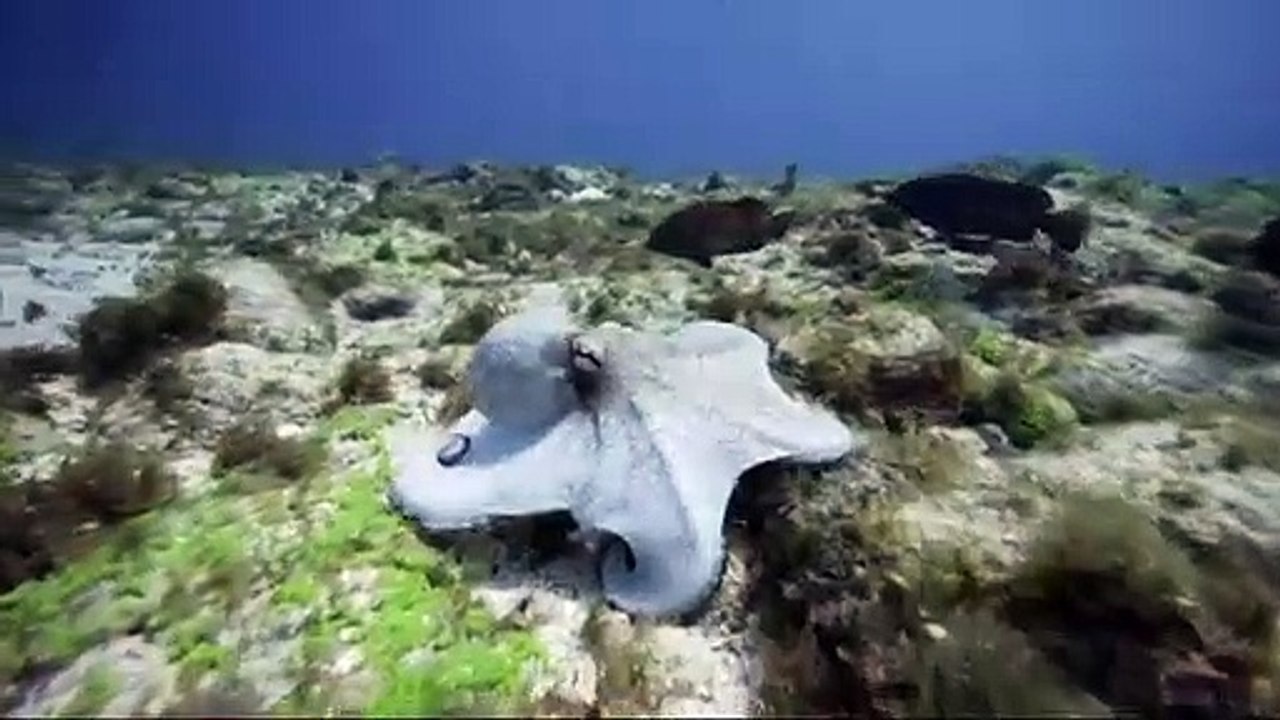 documentario vida selvagem animais  /  documentary wildlife animals  /  fauna documental animales