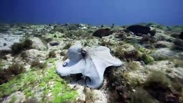 documentario vida selvagem animais / documentary wildlife animals / fauna documental animales