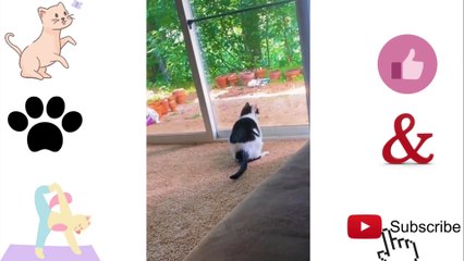 Super Cute Cats | Baby Cats - Cute and Funny Cat Videos Compilation 2021