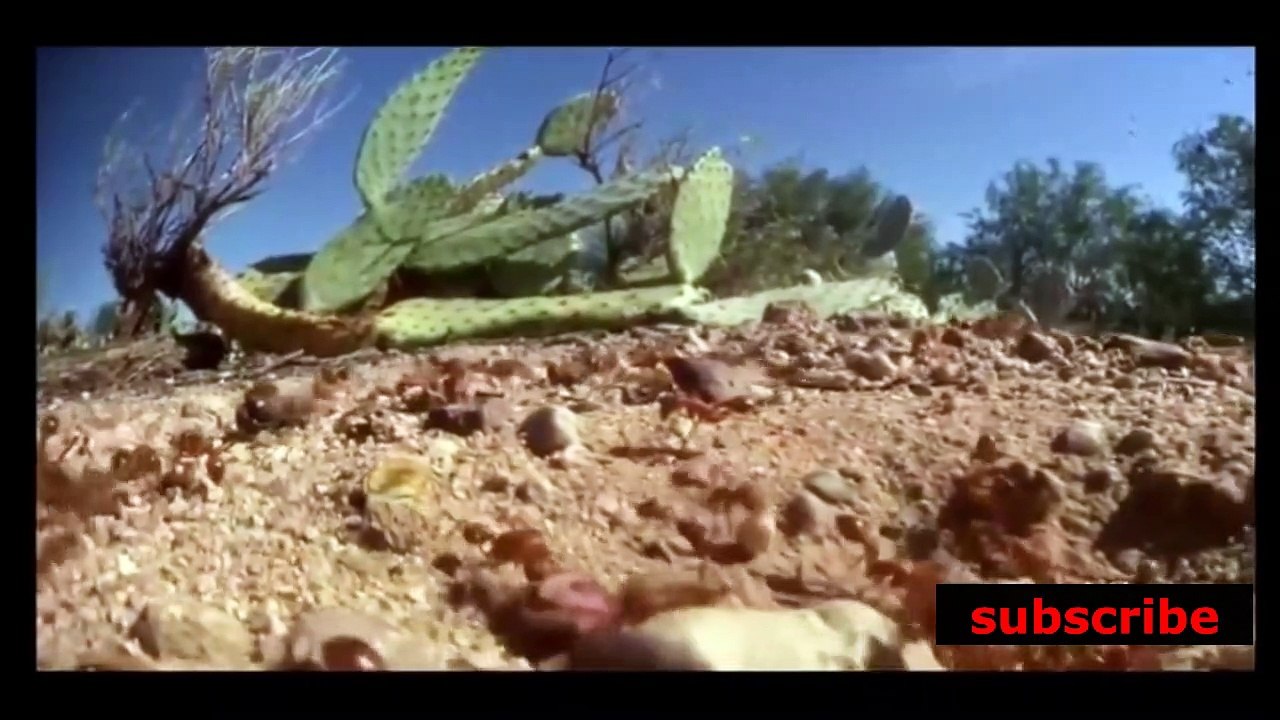 documentario vida selvagem, animais exoticos  /  documentary wildlife, exotic animals,    the animal world  /  fauna documental, animales exóticos, el mundo animal.