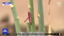 [이슈톡] 멀리서도 보이겠네…일본서 분홍색 메뚜기 발견
